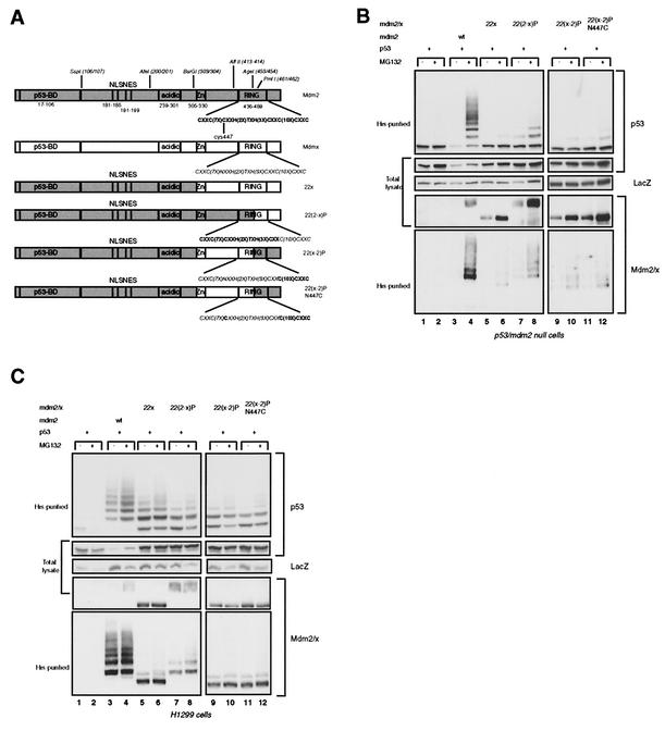 FIG. 2.