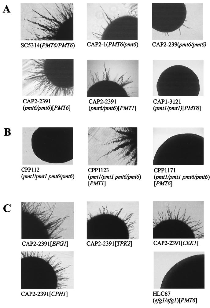 FIG. 3