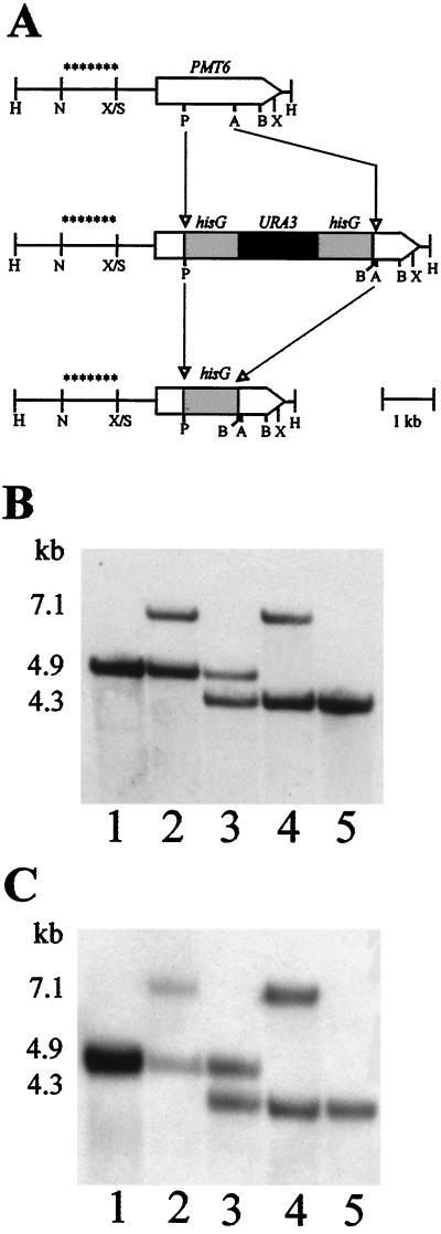 FIG. 1