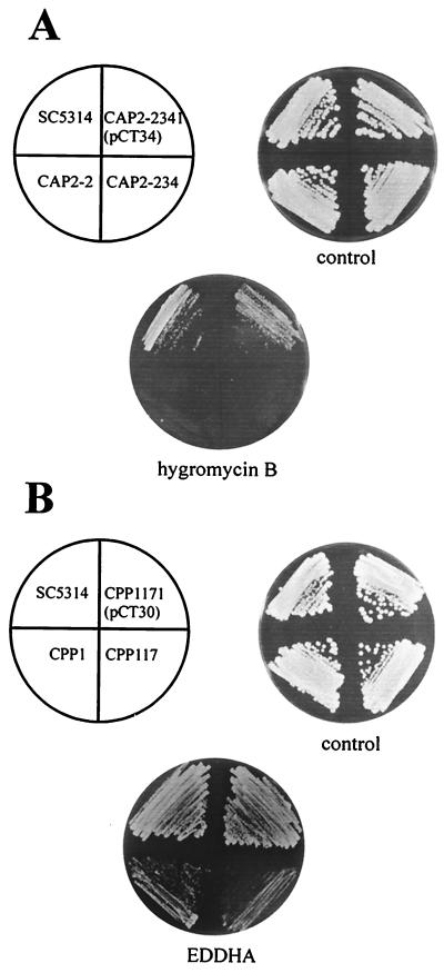 FIG. 2