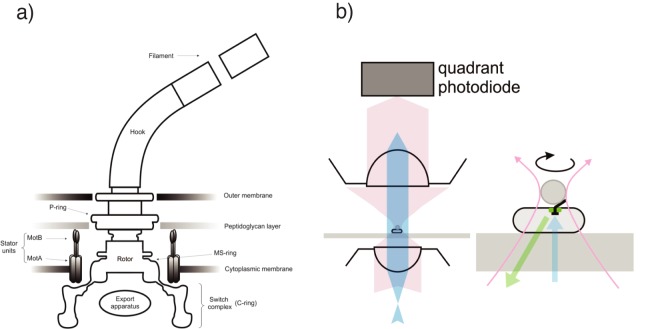 FIG 1 