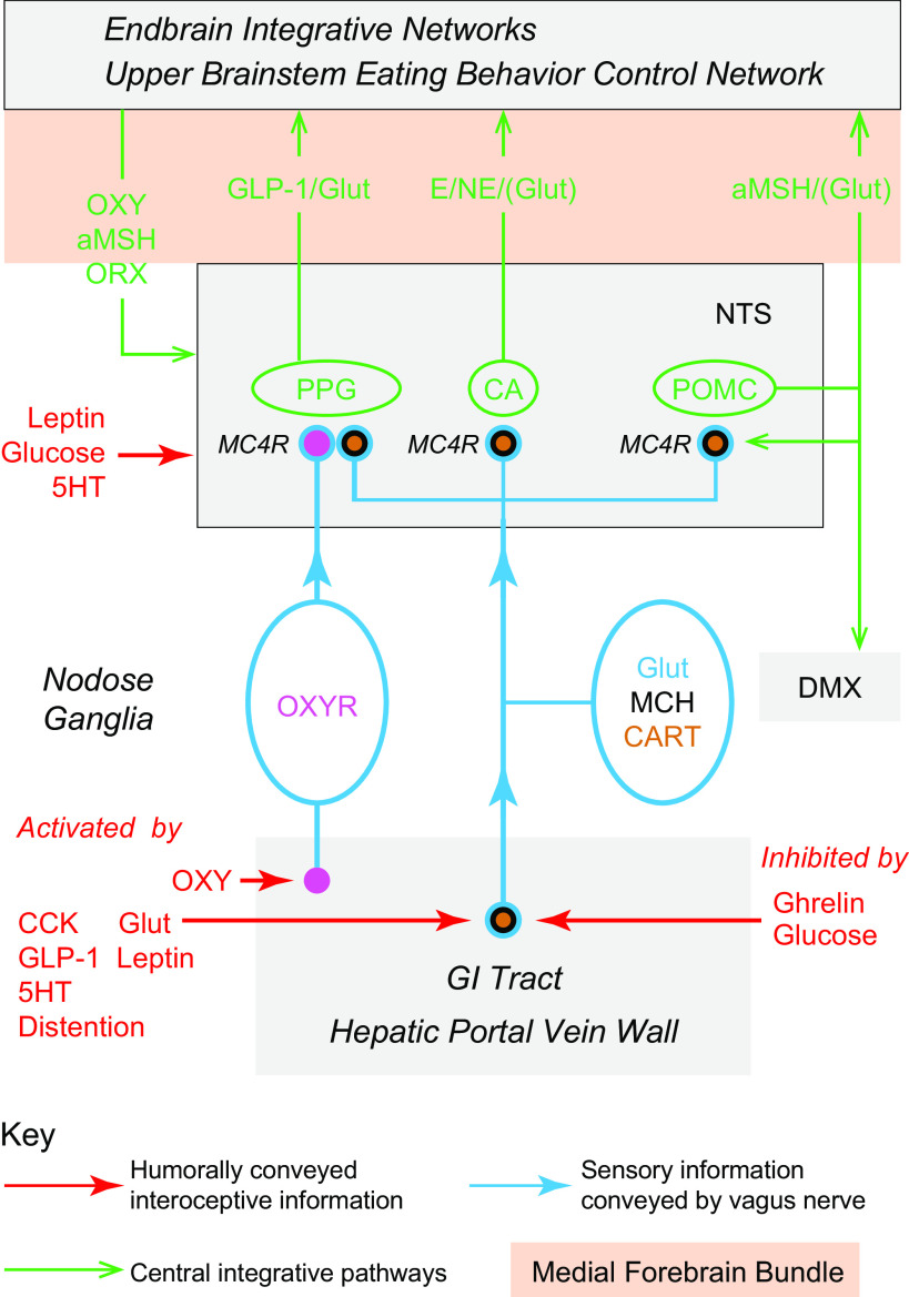 FIGURE 21.