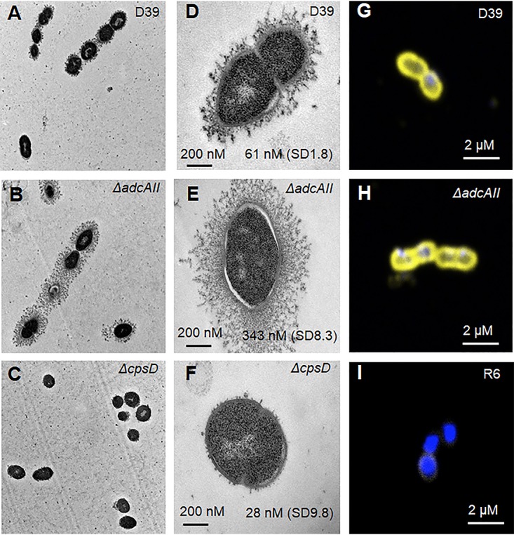 FIG 2