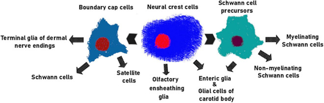 FIGURE 3