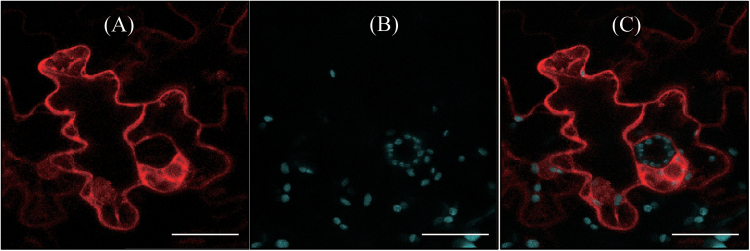 Fig. 5.