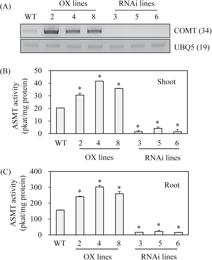 Fig. 8.