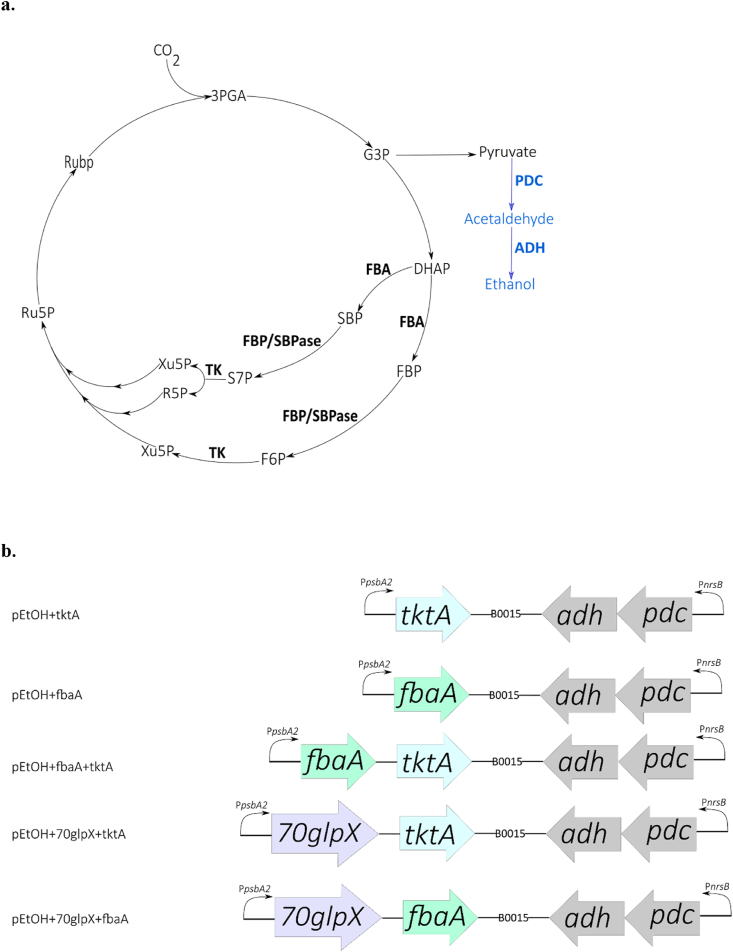 Fig. 1