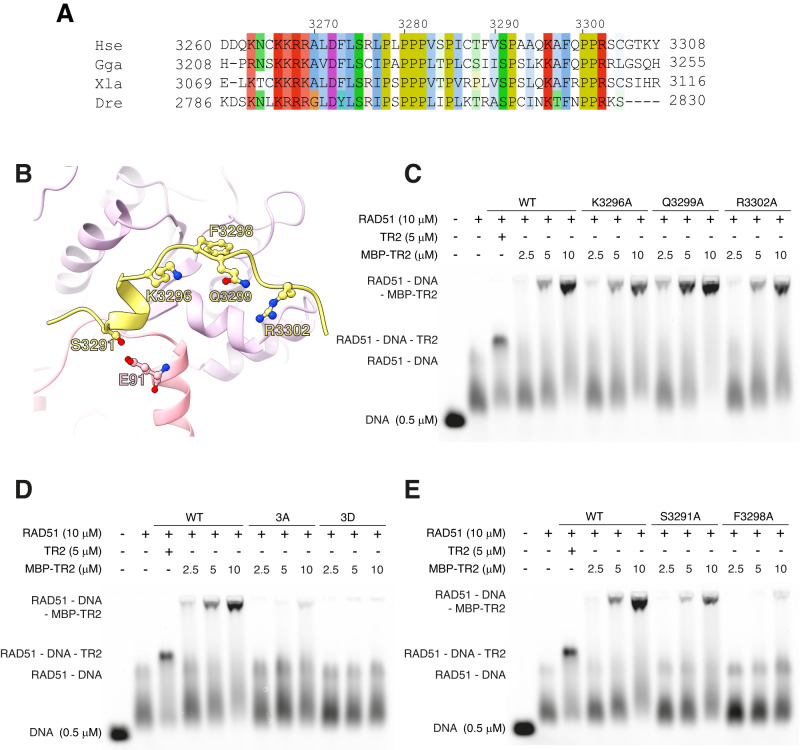 Structural basis for stabilisation of the RAD51 nucleoprotein filament ...