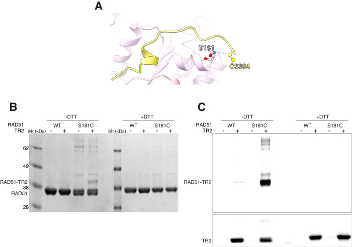 Structural basis for stabilisation of the RAD51 nucleoprotein filament ...