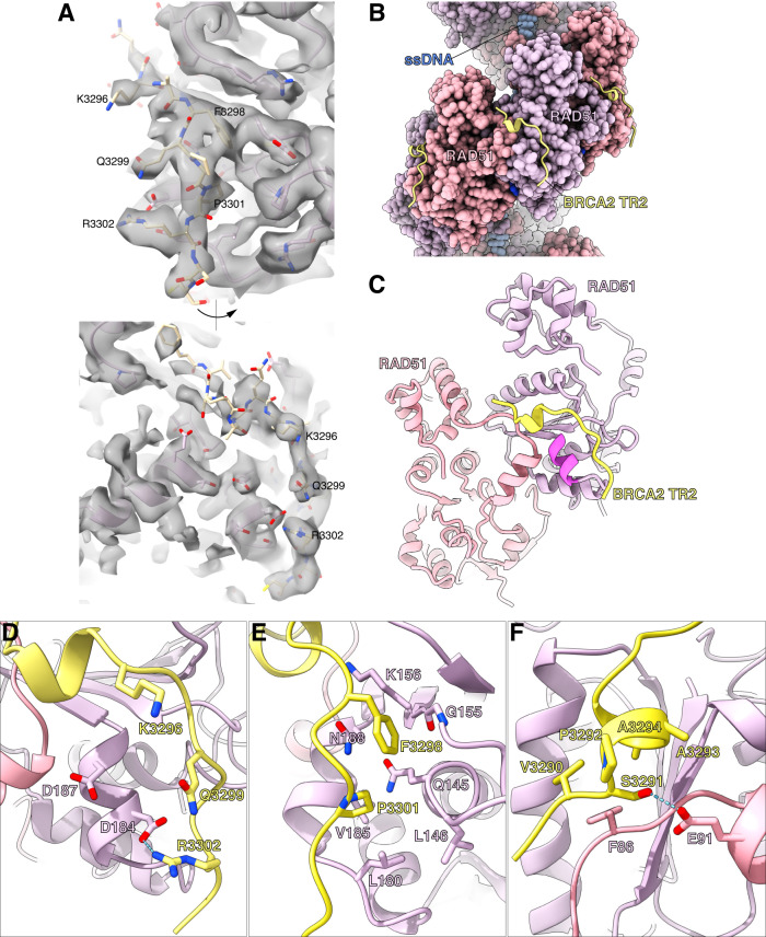 Structural basis for stabilisation of the RAD51 nucleoprotein filament ...