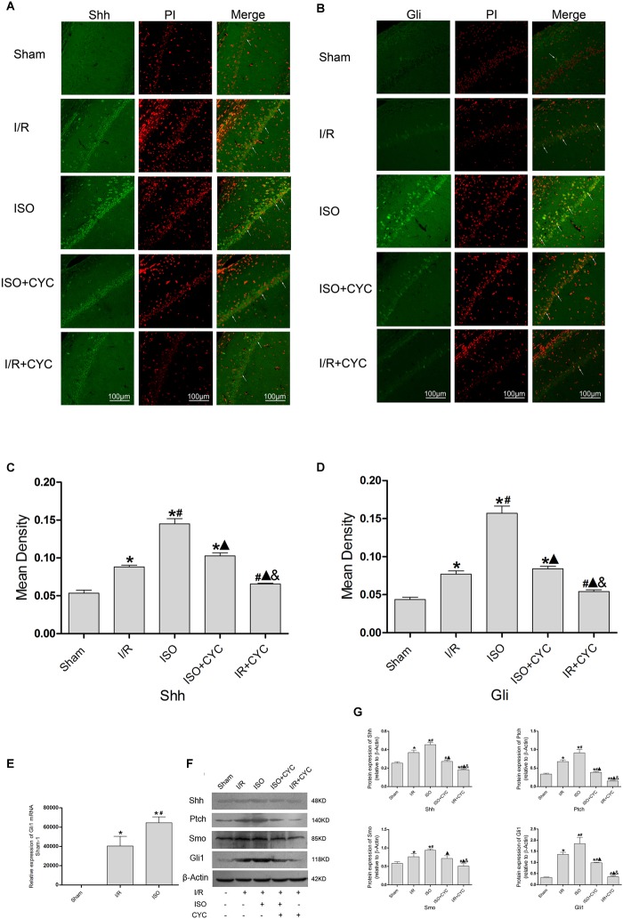 FIGURE 6