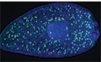graphic file with name EMBR-22-e49328-g017.jpg