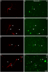 Fig 7