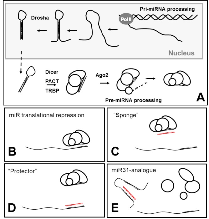 Fig1