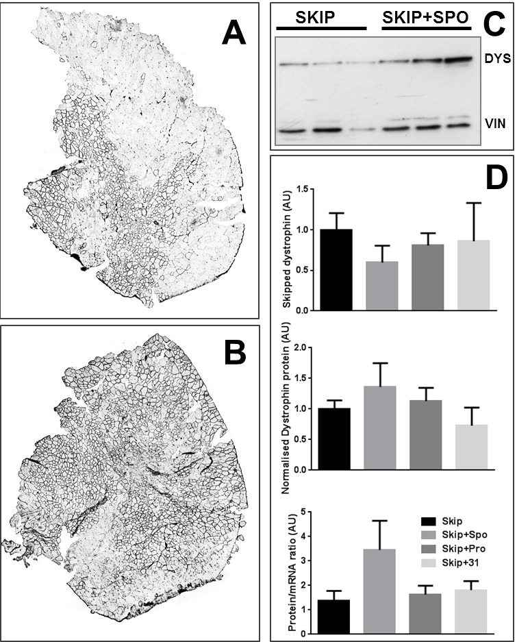 Fig2