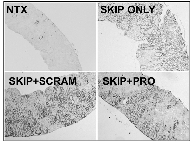 Fig6