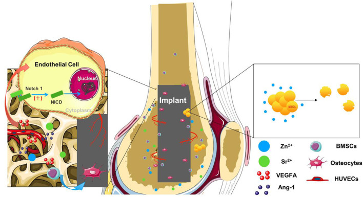 Graphical Abstract