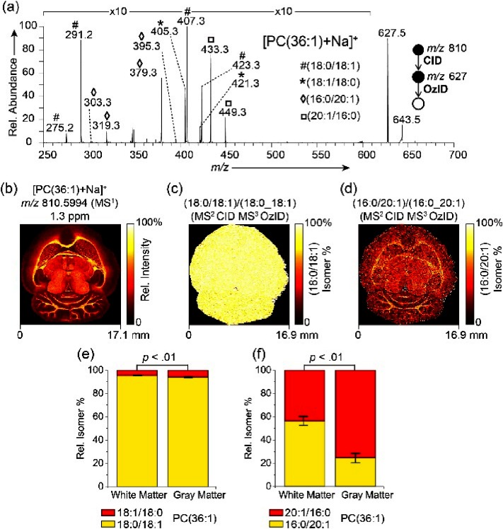 Fig. 3. (a) MALDI-CID/OzID spectrum of m/z 810, identified as [PC36 : 1)+Na]+ revealing the presence of four sn-positional isomers, namely PC(18 : 0/18 : 1), PC(18 : 1/18 : 0), PC(16 : 0/20 : 1) and PC(20 : 1/16 : 0). (b) Full-scan FTMS image of [PC(36 : 1)+Na]+. (c, d) The corresponding fractional distribution images of (c) PC(18 : 0/18 : 1) as a fraction of PC(18:0_18:1); and (d) PC(16 : 0/20 : 1) as a fraction of PC(16:0_20:1)-related ions. (e, f) Graphs with relative isomer percentages for (e) 18 : 0/18 : 1 and 18 : 1/18 : 0 isomers for PC(36 : 1) and (f) 16 : 0/20 : 1 and 20 : 1/16 : 0 isomers for PC(36 : 1) within the white and gray matter. Adapted from M. R. L. Paine, B. L. J. Poad, G. B. Eijkel, D. L. Marshall, S. J. Blanksby, R. M. A Heeren, S. R. Ellis, Mass Spectrometry Imaging with Isomeric Resolution Enabled by Ozone-Induced Dissociation, Angew. Chem. Int. Ed. Engl. (2018) 57, 33, 10530–10534 with permission.