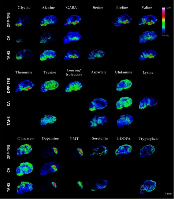 Fig. 6. MSI visualizations of derivatives of amino metabolites with TAHS, CA, and DPP-TFB in mouse brain sagittal sections with MALDI-FTICR in positive ion mode. Reprinted from C. Esteve, E. A. Tolner, R. Shyti, A. M. van den Maagdenberg, and L. A. McDonnell, Mass spectrometry imaging of amino neurotransmitters: a comparison of derivatization methods and application in mouse brain tissue, Metabolomics (2016) 12, 30 with permission under CC BY 4.0. (https://creativecommons.org/licenses/by/4.0/)