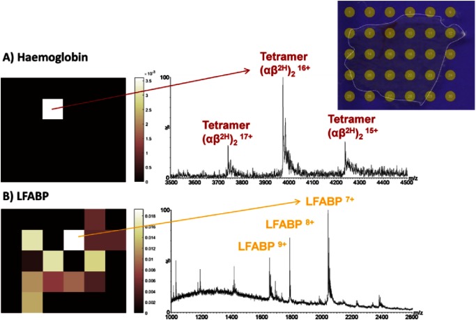 Fig. 10. Native LESA MS imaging of mouse liver. A) Ion image shown of m/z 3970 (16+, 64414 Da, (αβ2H)2 and the mass spectrum acquired at location (2,3) showing detection of the hemoglobin tetramer in the 15+, 16+ and 17+ charge states. B) Ion image of m/z 2039 (7+, 14264 Da, liver fatty acid binding protein (LFABP) and the mass spectrum acquired at location (2,4) showing detection of LFABP in 7+, 8+ and 9+ charge states. Reprinted from R. L. Griffiths, E. K. Sisley, A. F. Lopez-Clavijo, A. L. Simmonds, I. B. Styles, H. J. Cooper, Native mass spectrometry imaging of intact proteins and protein complexes in thin tissue sections, International Journal of Mass Spectrometry (2019), 437, 23–29 with permission under CC BY 4.0. (https://creativecommons.org/licenses/by/4.0/) (https://doi.org/10.1016/j.ijms.2017.10.009)