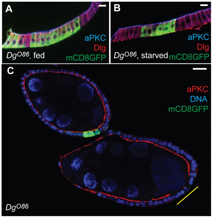 Fig. 5.