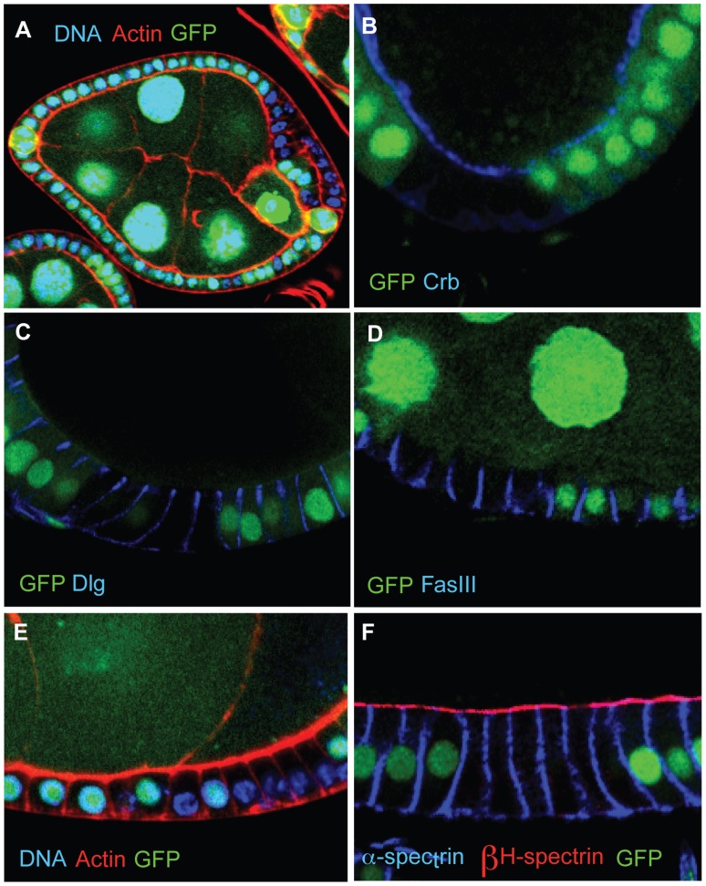 Fig. 4.