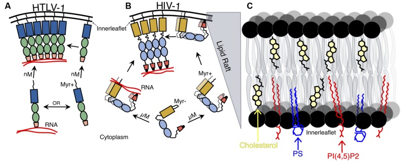 FIGURE 2