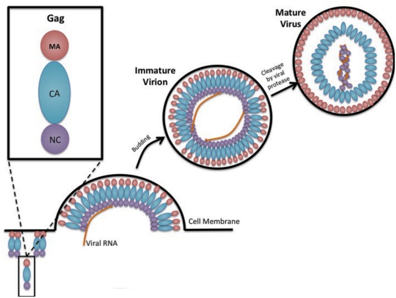 FIGURE 1