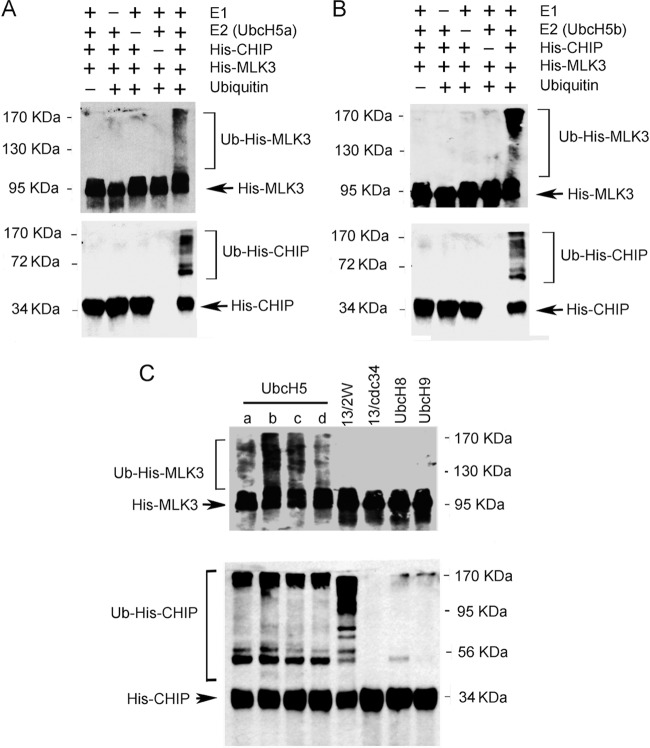 FIG 6