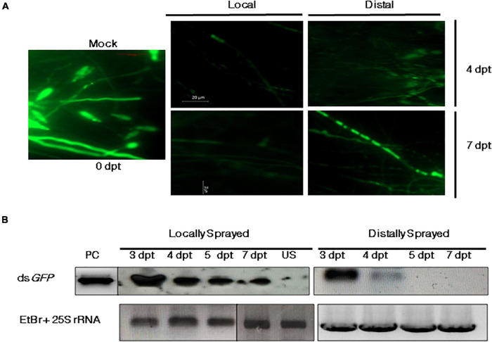 FIGURE 3