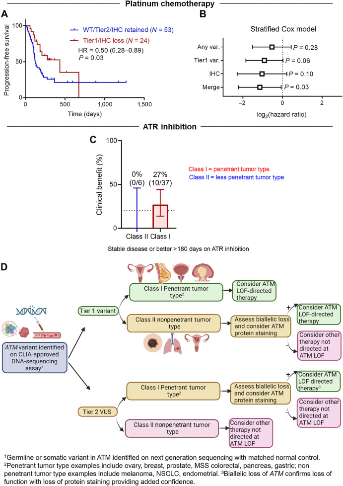 Figure 5. Variant and tissue specificity in targeting ATM loss of function (LOF). A, Progression-free survival (PFS) of patients with advanced cancer with penetrant tumor types with ATM LOF as well as patients without ATM LOF when treated with platinum chemotherapy. B, Stratified Cox proportional hazards model showing significance when both variant and protein staining are considered (right). C, Clinical benefit of ATRi treatment experienced by patients with advanced cancer with Tier 1 ATM variants and more (class I) or less (class II) penetrant tumor. Clinical benefit is defined as stable disease or better for greater than 180 days. D, Proposed clinical flow of ATM LOF predictive biomarker.
