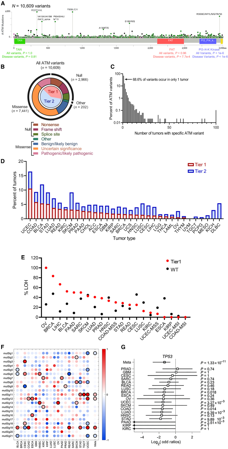 Figure 3. Pan-cancer landscape of ATM variants. Tier 1 ATM variants are protein-altering, deleterious variants; Tier 2 ATM variants are VUS, benign. A and B, Variants in ATM span the entirety of the exonic portion of the gene, with the majority being VUS or benign missense variants. Functional kinase domains were significantly more likely to have disease-causing missense variants. C, The majority of variants occur in only a single patient. Relatively few variants occur in more than 100 individuals (hotspots). D, The ratio of Tier 1 to Tier 2 variants, defined in A and B, differs by tumor type. E, Selective pressure for loss of heterozygosity (LOH) by tumor type in tumors with Tier 1 variants versus ATM-wild-type. F, Mutational signatures of tumors with Tier 1 variants differ by tissue of origin. G, Co-occurrence of deleterious variants in ATM and TP53 differ by tumor type and are mutually exclusive in pan-cancer meta-analysis.