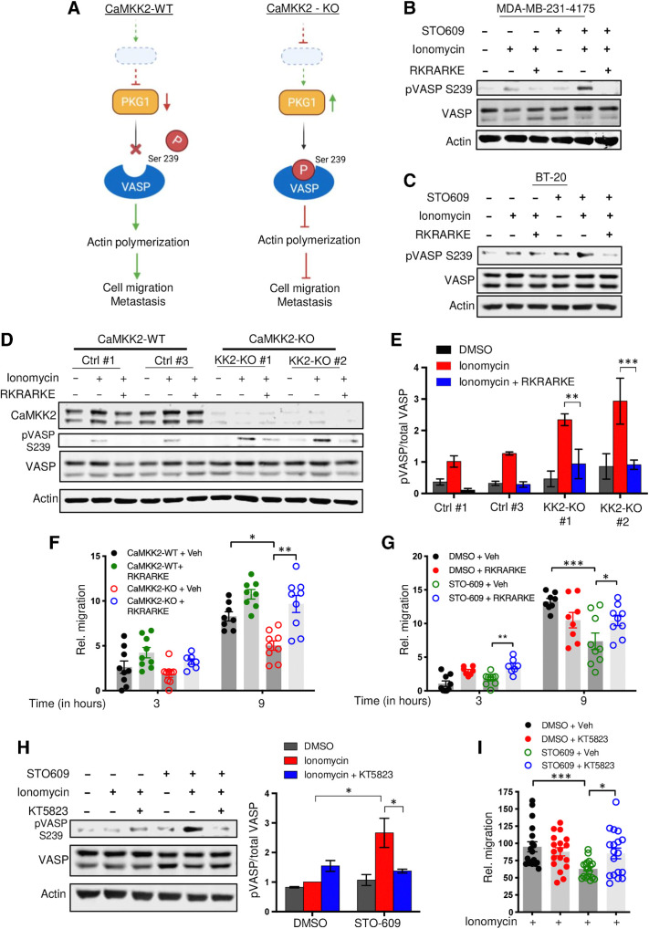 Figure 6. Inhibition of PKG1 blocks phosphorylation of VASP in CaMKK2-depleted cells and restores cellular migration in vitro. A, Schematic representation of working hypothesis of the mechanism by which CaMKK2 drives cell migration and metastasis B and C, RKRARKE treatment (100 μmol; 2.5 hours) decreased VASP phosphorylation in CaMKK2-inhibited MDA-MB-231-4175 cells (B) and BT-20 cells (C). Vehicle or STO-609–treated cells were dosed with RKRARKE for 30 minutes before exposure to DMSO or ionomycin (1 μmol/L) with CaCL2 (1 mmol/L) for 2 hours. Representative immunoblots from three independent experiments (B) and one experiment (C) are shown. D and E, Inhibition of PKG1 with RKRARKE blocks VASP phosphorylation at Serine 239 in CaMKK2-KO cells. CaMKK2-WT (Ctrl #1) and CaMKK2-KO (KK2-KO #1) cells were pretreated with RKRARKE (100 μmol) for 30 minutes before exposure to DMSO or ionomycin (1 μmol/L) with CaCL2 (1 mmol/L) for 2 hours. Representative blots from two independent experiments (D) and quantitative results for the band intensities of phospho-VASP versus total VASP (E) are shown. F and G, RKRARKE (100 μmol; 2.5 hours) pretreatment restores the migratory phenotype in CaMKK2-KO cells (F) and STO-609-treated MDA-MB-231-4175 cells (G). Cells were pretreated with RKRARKE before exposure to ionomycin (1 μmol/L) with CaCL2 (1 mmol/L) for 2 hours prior to migration assays. Data plotted as mean ± SEM; n = 4–5 random fields measurements from two individual experiments. H, Pretreatment with KT5823 (5 μmol; 16 hours) in CaMKK2-inhibited cells decreased VASP phosphorylation. MDA-MB-231-4175 cells were pretreated with either vehicle or KT5823 overnight before exposure to DMSO or ionomycin. Representative blots (left) and quantitative analysis (right) of band intensities from two independent experiments are shown. I, KT5823 pretreatment (5 μmol; 16 hours) of CaMKK2-inhibited cells restores the migratory phenotype of STO-609–treated MDA-MB-231-4175 cells. Data are plotted as mean ± SEM; n = 4–5 random fields measurements from four individual transwells. *, P < 0.05; **, P < 0.01; ***, P < 0.001. P values were calculated using unpaired Student t test.
