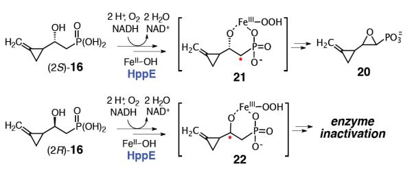 Scheme 5