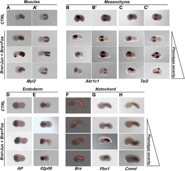 FIGURE 4