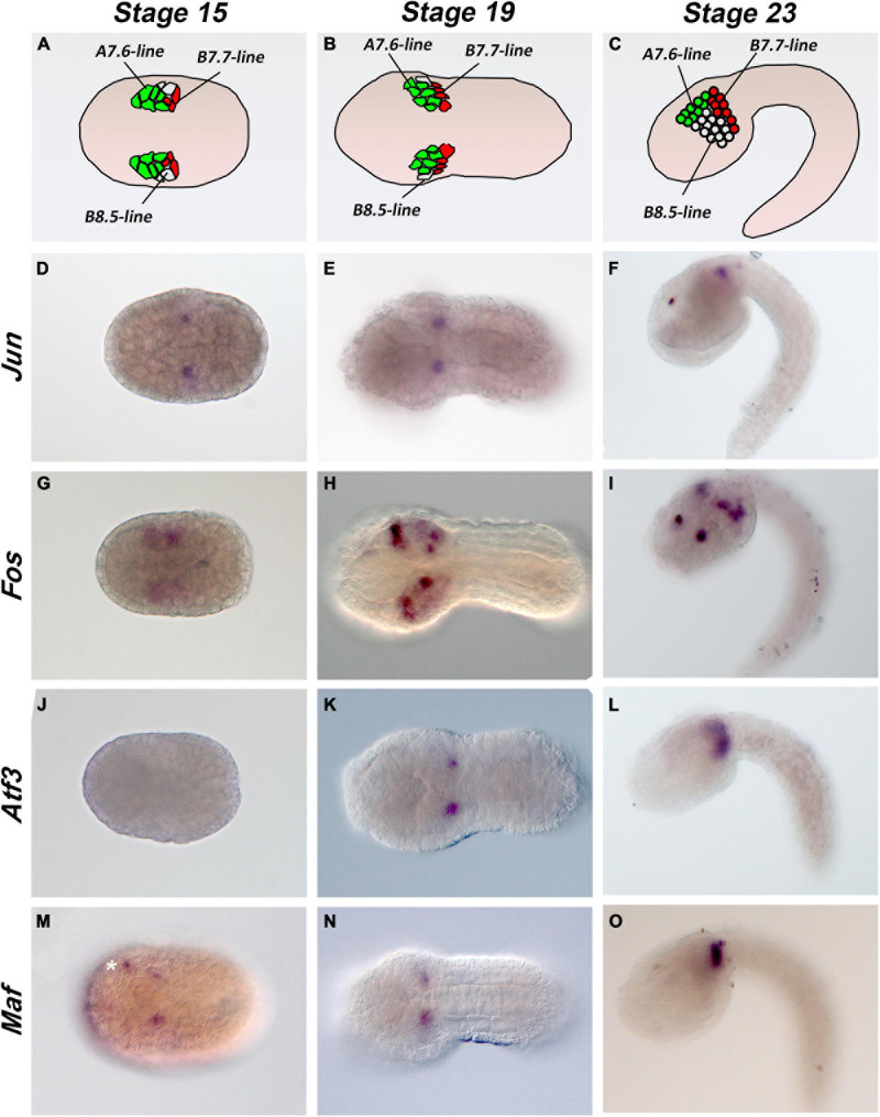 FIGURE 2