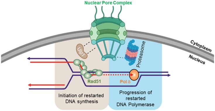 Graphical Abstract