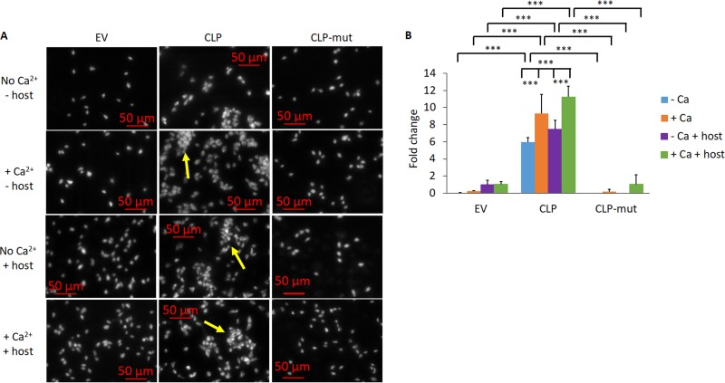 FIG 6