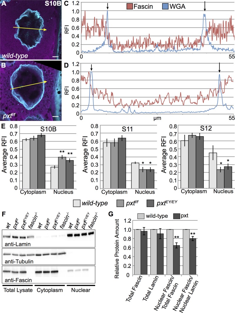 FIGURE 4: