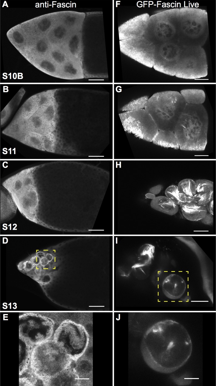 FIGURE 1: