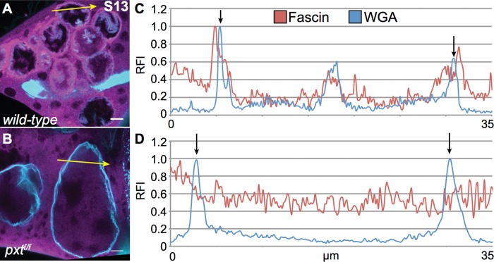 FIGURE 5: