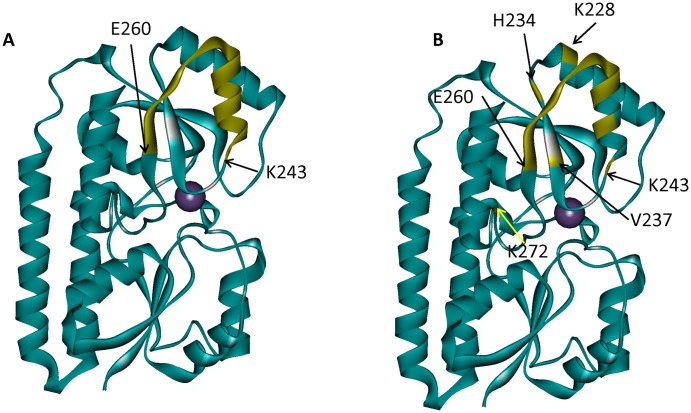 Fig 10