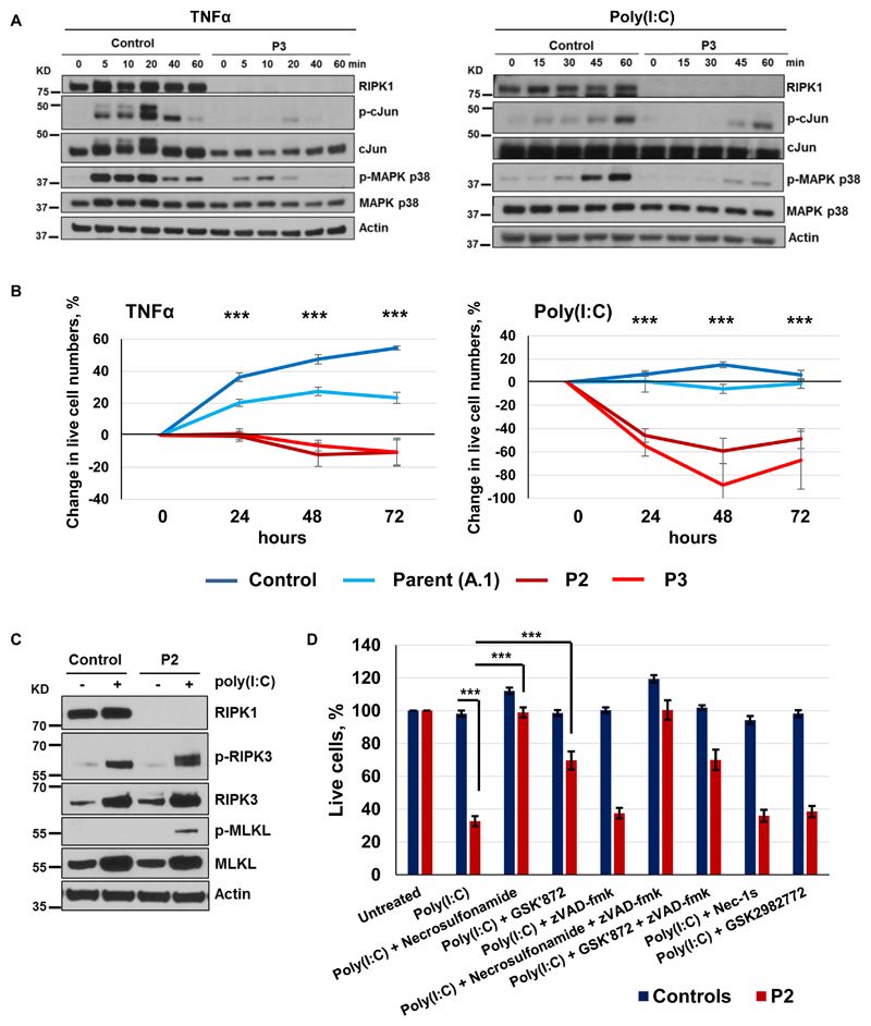 Fig.2