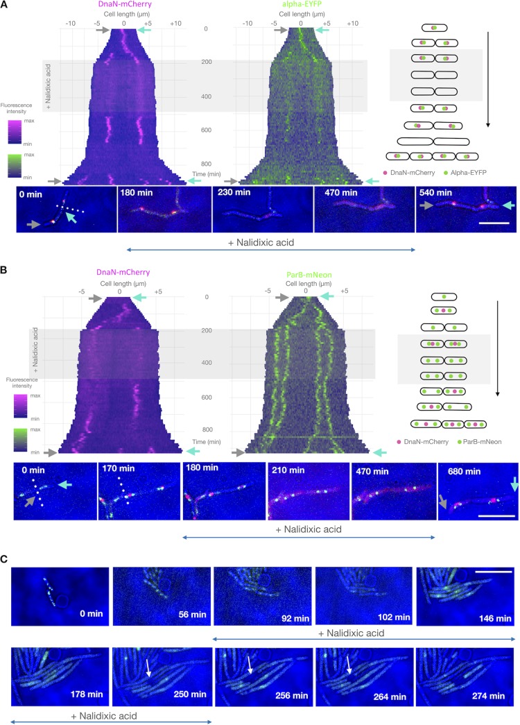 FIG 3