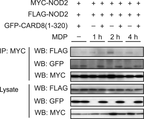 FIGURE 4.