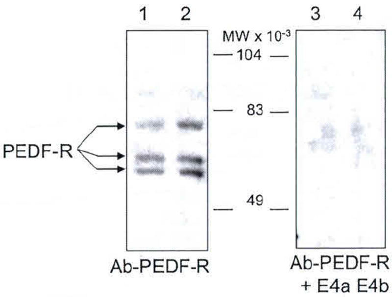 Fig. 102.4