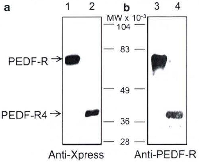 Fig. 102.1