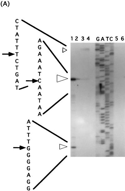 FIG. 5