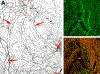 Figure 10.