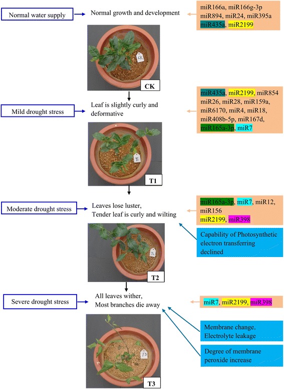 Fig. 10